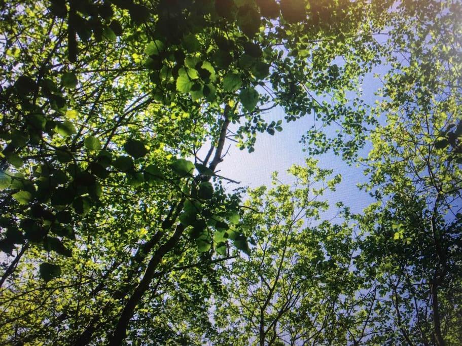 Cosy Woodland Romantic Retreat With Log Fires And Nature Sturry ภายนอก รูปภาพ