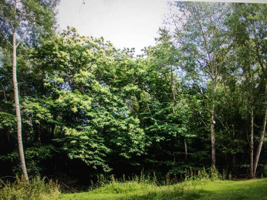 Cosy Woodland Romantic Retreat With Log Fires And Nature Sturry ภายนอก รูปภาพ